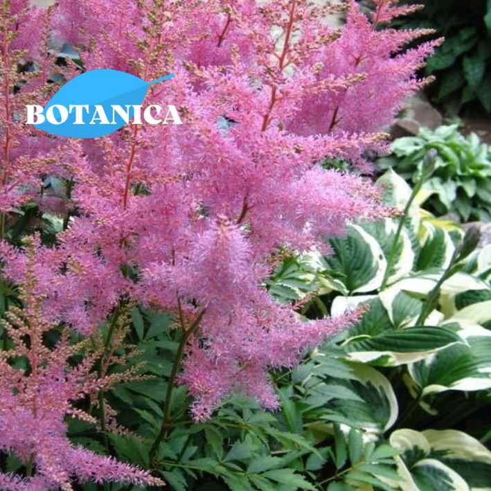 Астильба лучшие сорта. Астильба cattleya. астильба amethyst. астильба superba. астильба японская ellie.
