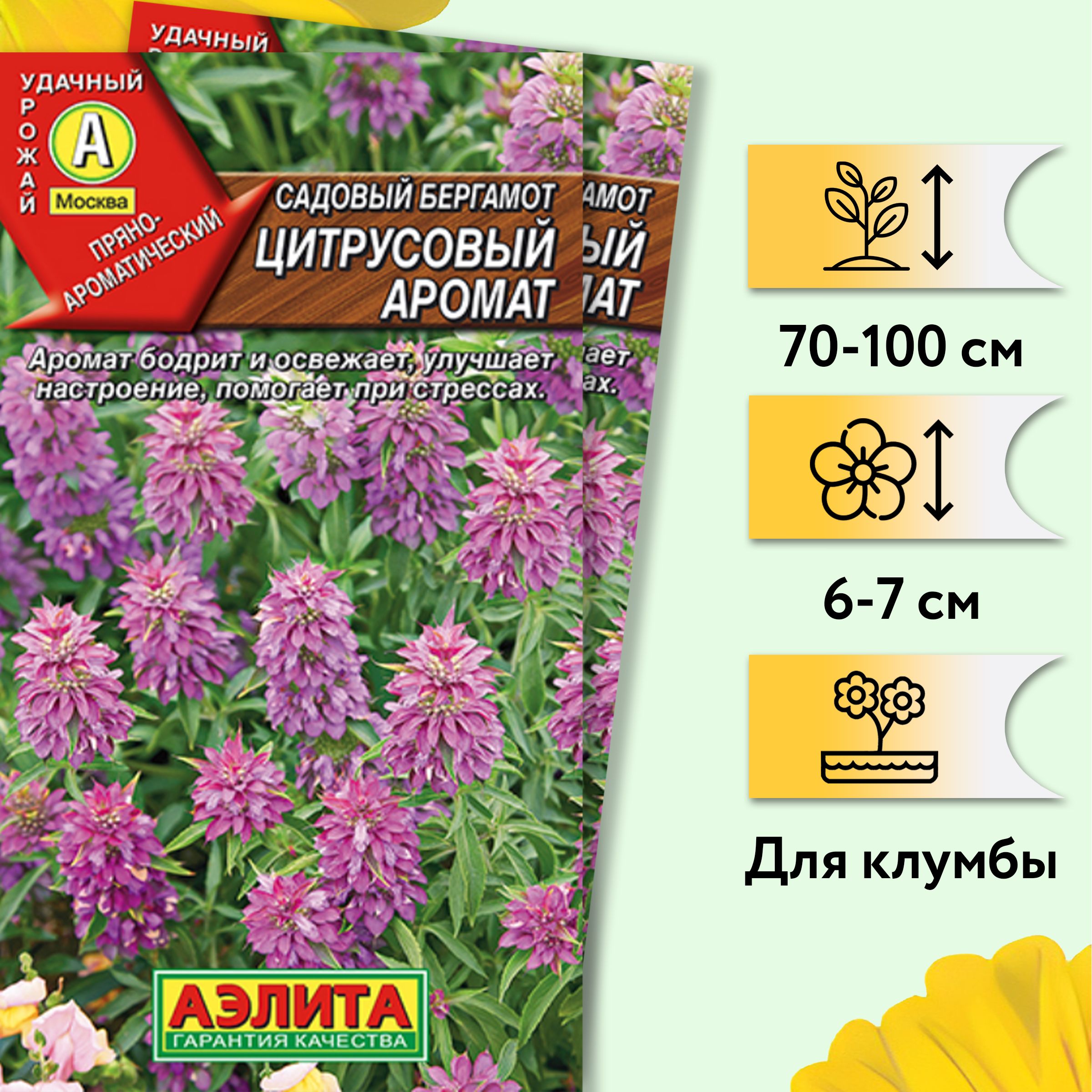 Бергамот ПОИСК Агрохолдинг Пряные, лекарственные, полезные травы и овощи -  купить по выгодным ценам в интернет-магазине OZON (1265230088)