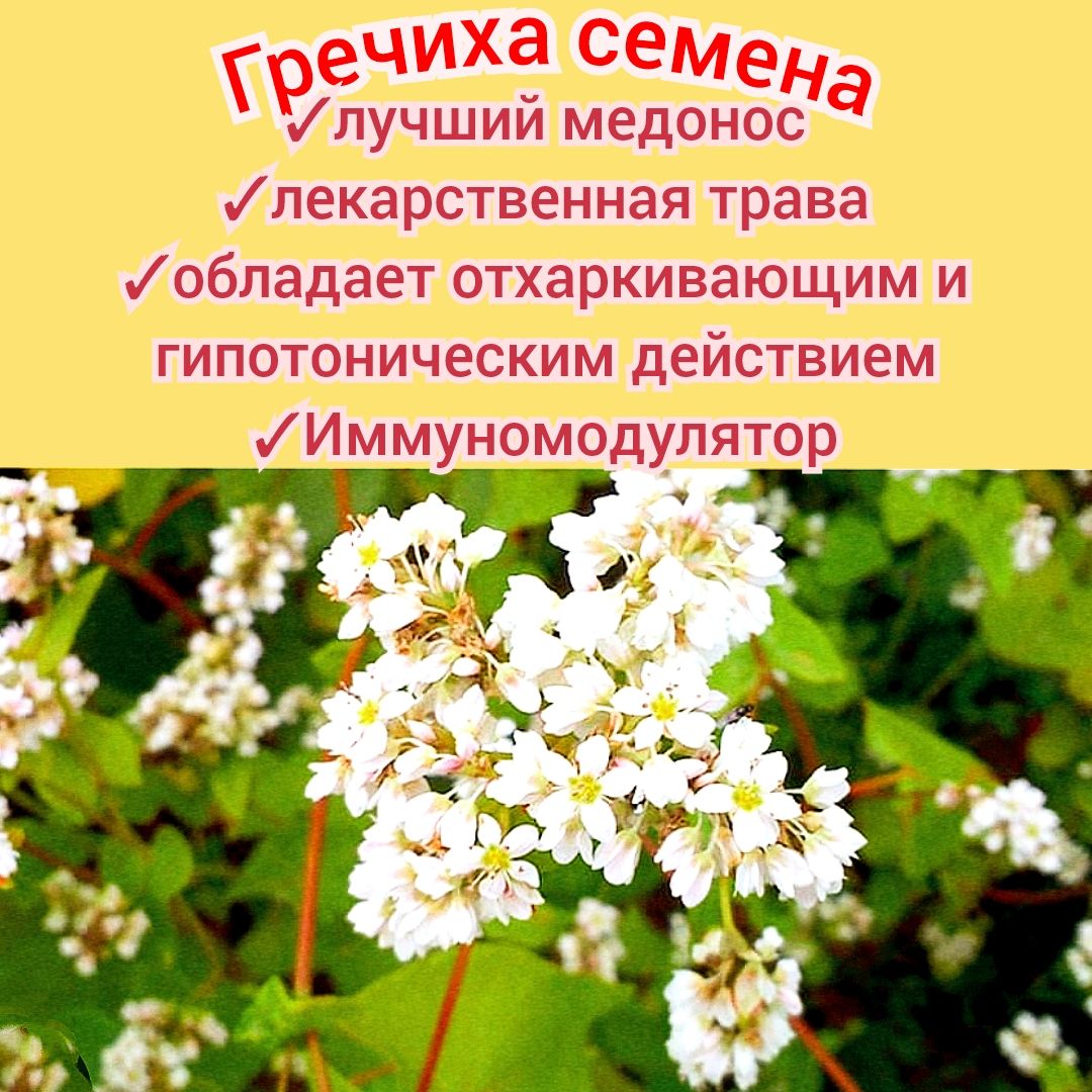 Гречиха медоносная 30шт, семена отборные с пасеки, для сада/ огорода, сидерат медонос premium