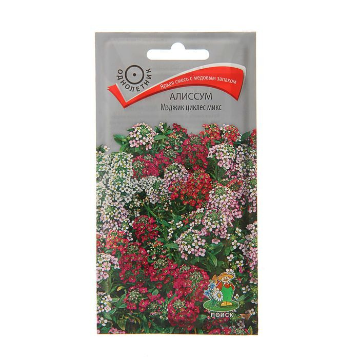 Цветы алиссум мэджик циклес микс. Алиссум лобулярия каменник. Алиссум мэджик циклес микс. Лобулярия приморская алиссум. Лобулярия приморская алиссум.