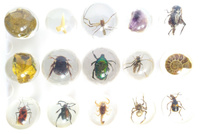 Коллекция насекомых и минералов , окаменелостей (Чудеса природы) . Спонсорские товары
