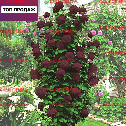 Роза черная королева фото и описание