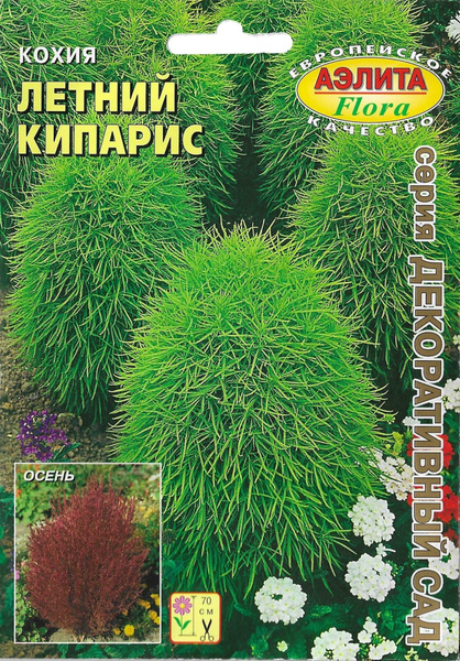 Кохия Аэлита kohia1 - купить по выгодным ценам в интернет-магазине OZON ...