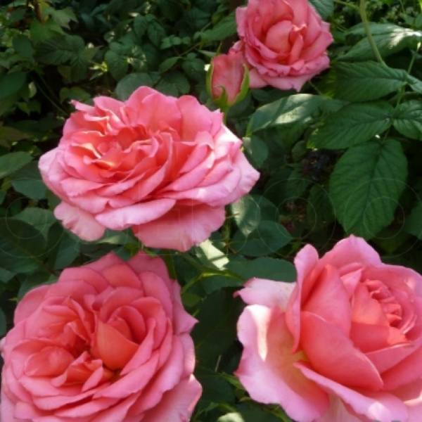 Роза Мондиаль чайногибридная Imperial Rose - купить с доставкой по ...