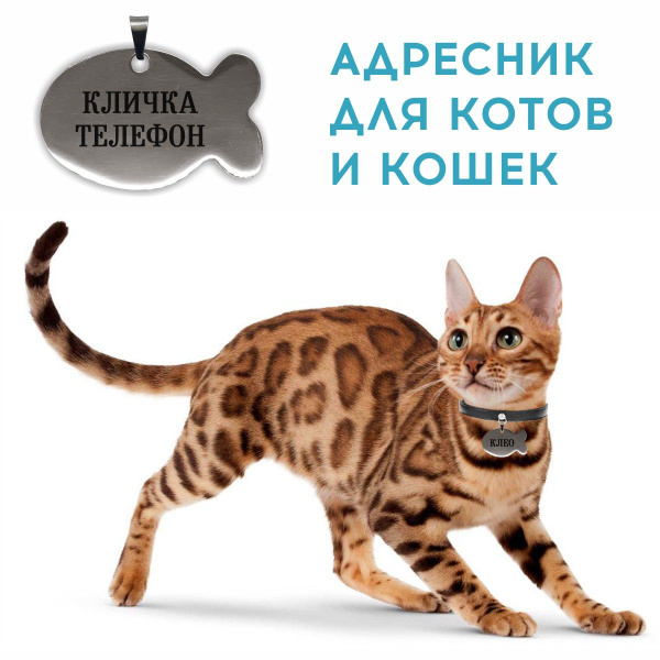 Кот на белом фоне