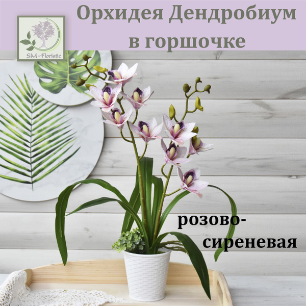 Купить Орхидея Дендробиум розово-сиреневая в горшочке (2 ветки ...