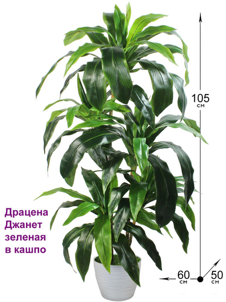 Купить Искусственное растение Драцена Джанет Зеленая в кашпо, ФитоПарк ...