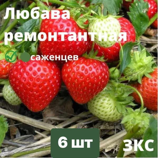 Рассада Клубника ремонтантная Любава 6 штук саженцев - купить с ...