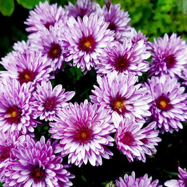 Zembla brasil / зембла бразил. хризантема сантини сорта. хризантема белая невеста рассада. Wildberries хризантема многолетняя. семена хризантемы многолетней.