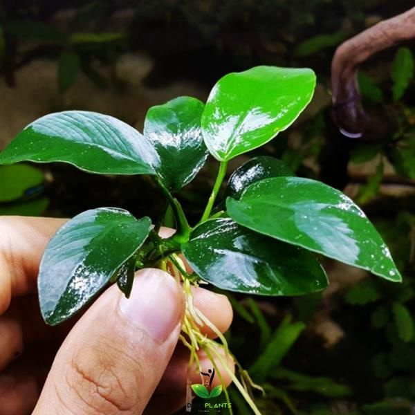 Анубиас нана петит (1 куст) - Anubias nana petite. Живое аквариумное ...