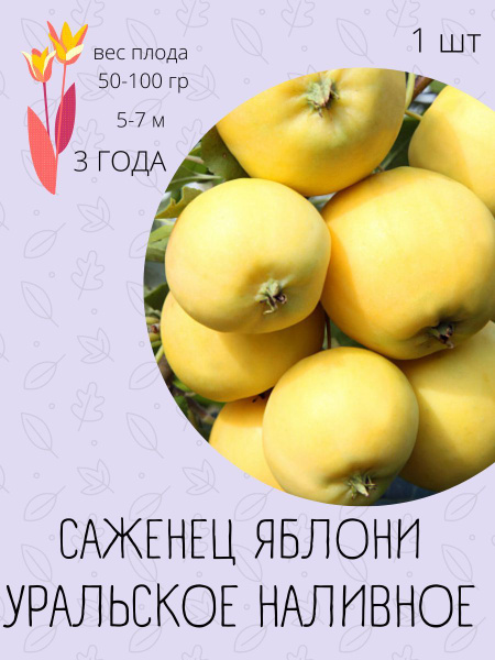 Клубни купить по выгодной цене в интернет-магазине OZON (1191303355)
