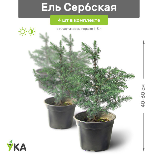 Ель сербская (Оморика) 40-60 см в пластиковом горшке 1-3 л, саженец ...