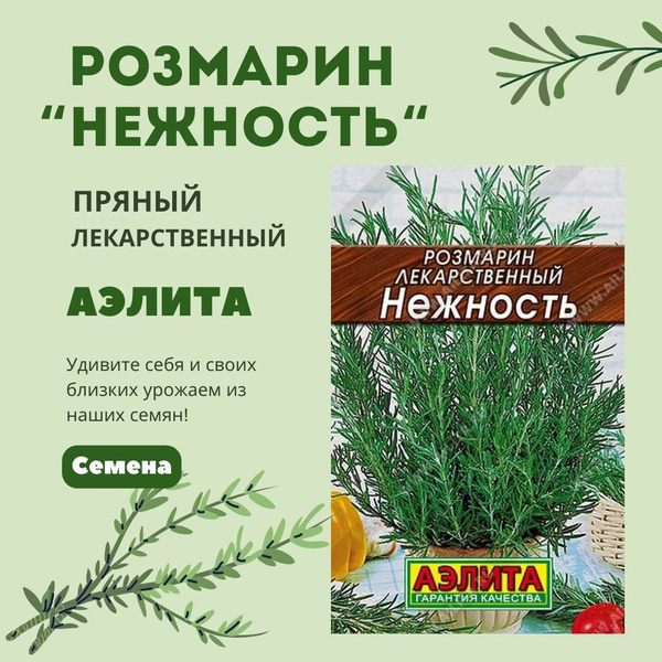 Розмарин Аэлита аэлита_зелень_Нежность - купить по выгодным ценам в ...