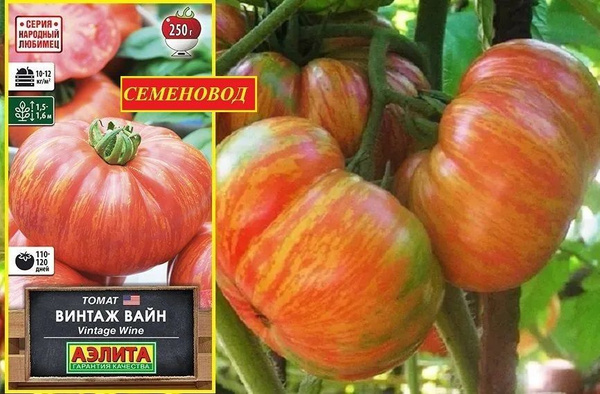 Томаты Агрофирма Аэлита Томат_семена - купить по выгодным ценам в ...