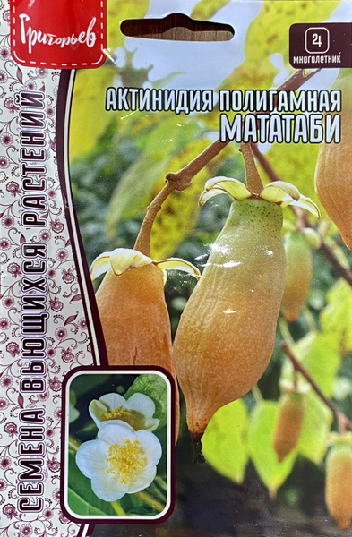Актинидия Григорьев Актинидия полигамная Мататаби (20 семян) - купить ...