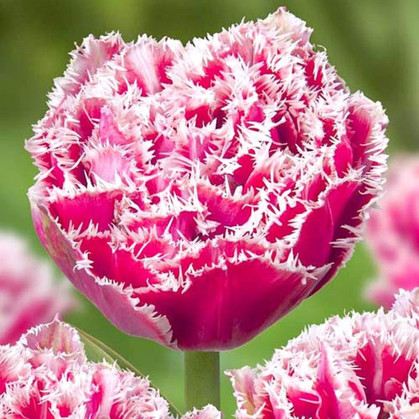 Тюльпан Брест 10шт купить на OZON по низкой цене (1557653623)