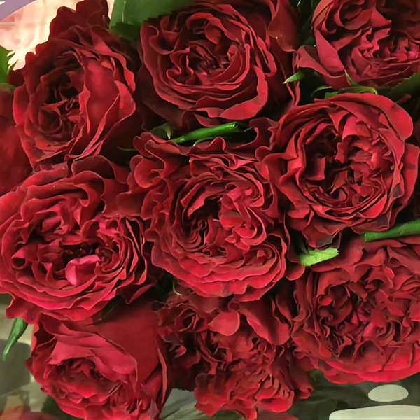 Роза английская Тесс - купить с доставкой по выгодным ценам в интернет ...