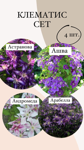 Луковицы Клематис, Клематисы купить по выгодной цене в интернет ...