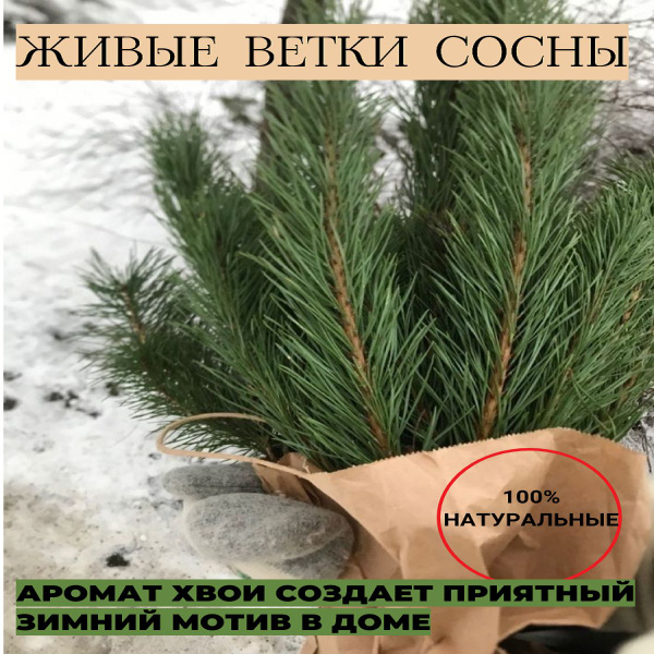 Ветки сосны для декора - купить по выгодной цене в интернет-магазине ...