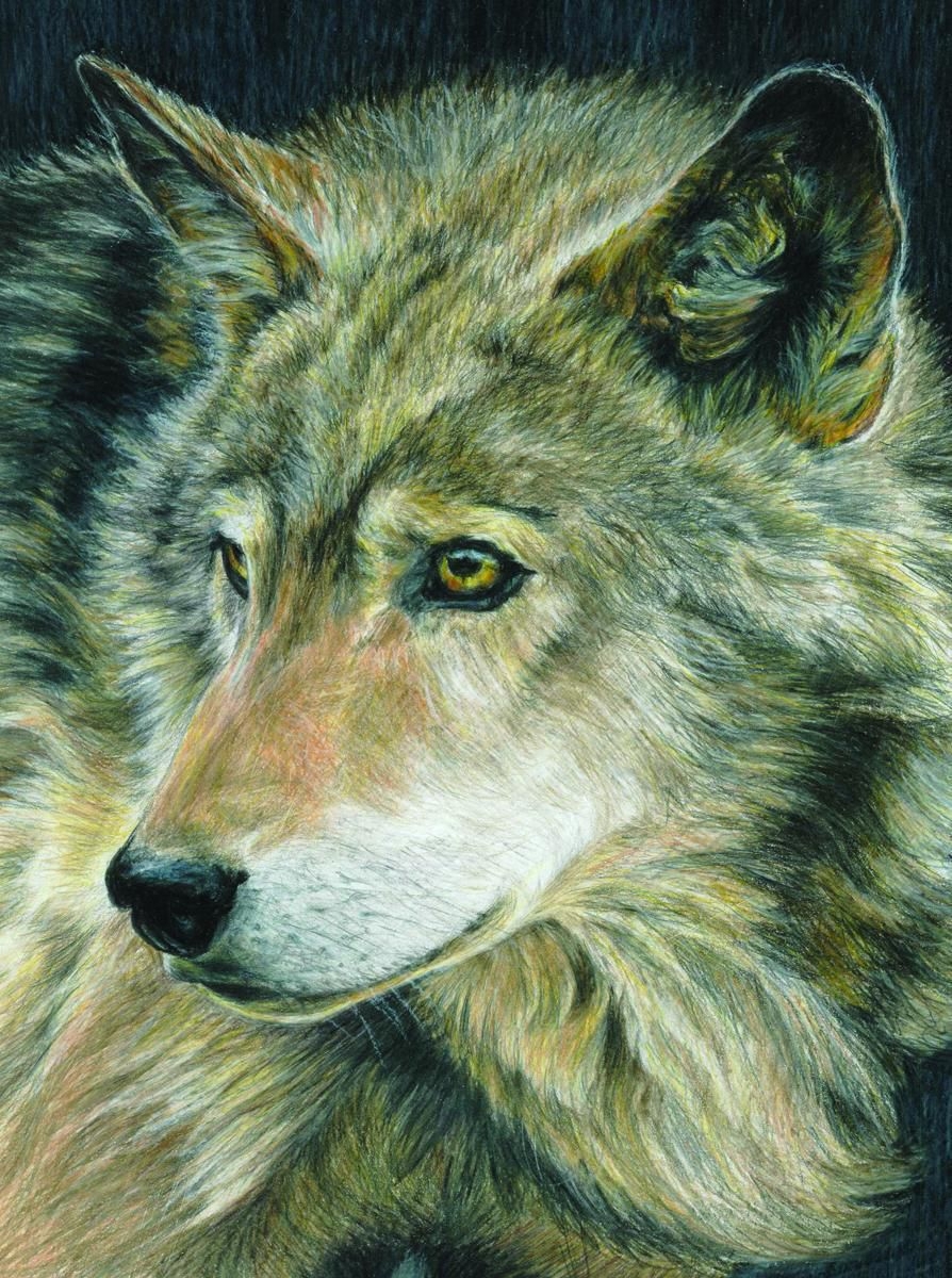 Цветные картинки волка. Волк портрет. Волк живопись. Картина животные. Картина волки.