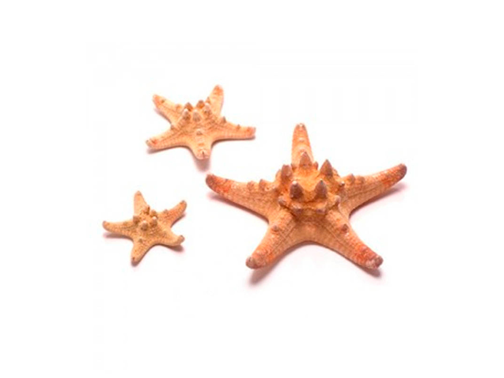 Морская звезда Джангл (большая 10-12 см), 1 шт., ResinArt