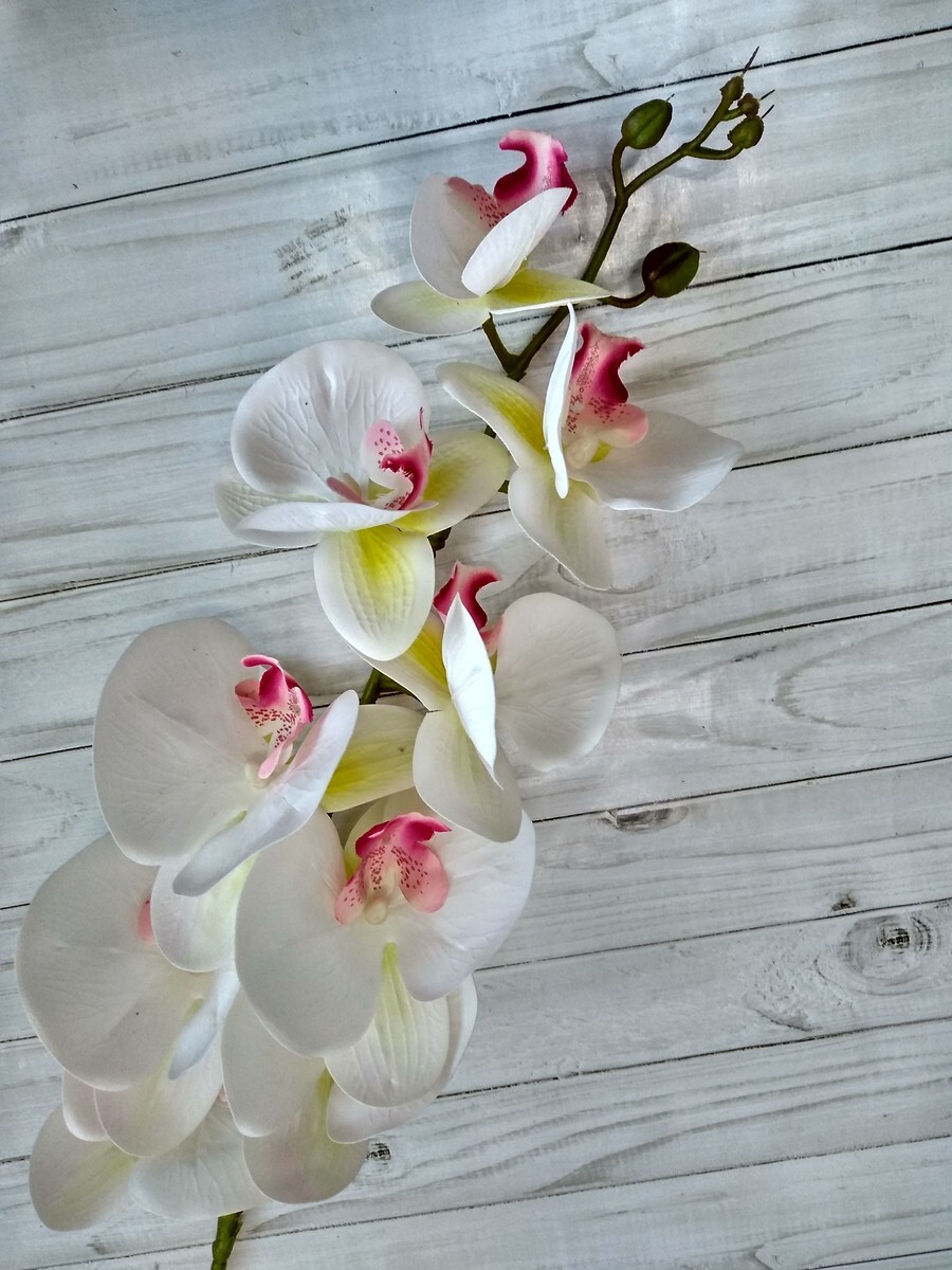 Орхидея Белая С Прожилками