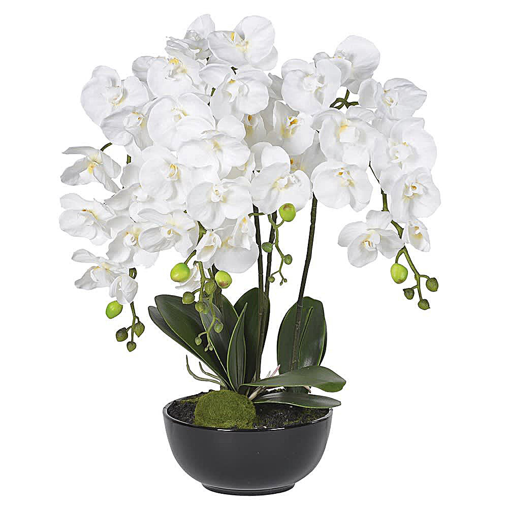 Купить орхидею в саратове. Фаленопсис Snowball. Орхидея фаленопсис Snowball. Белая Орхидея (2018) White Orchid. Фаленопсис Вайт триангле.