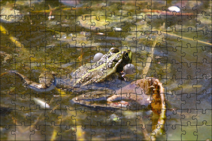 Landscape of wild duck in a river free image download