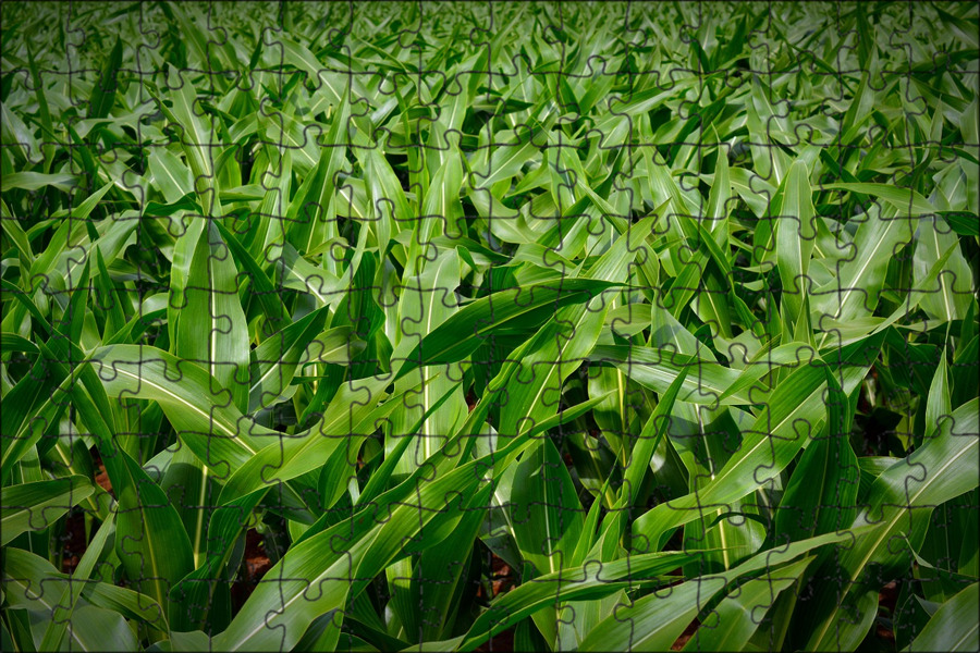 Кукурузные листья купить. Лист кукурузы. Кукуруза растение. Зеленые листья кукурузы. Кукурузное поле.