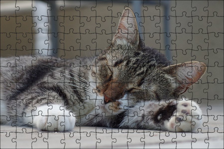 Relaxing cat. Котик лежит на столе. Кот расслабился. Relaxing cat. Картинки кошка и котенок табби.