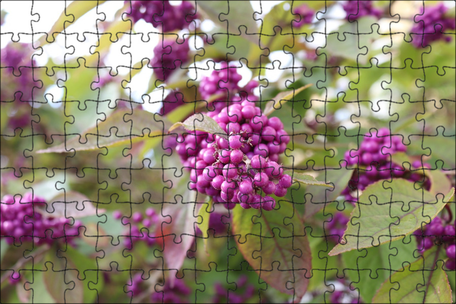 Purple berry
