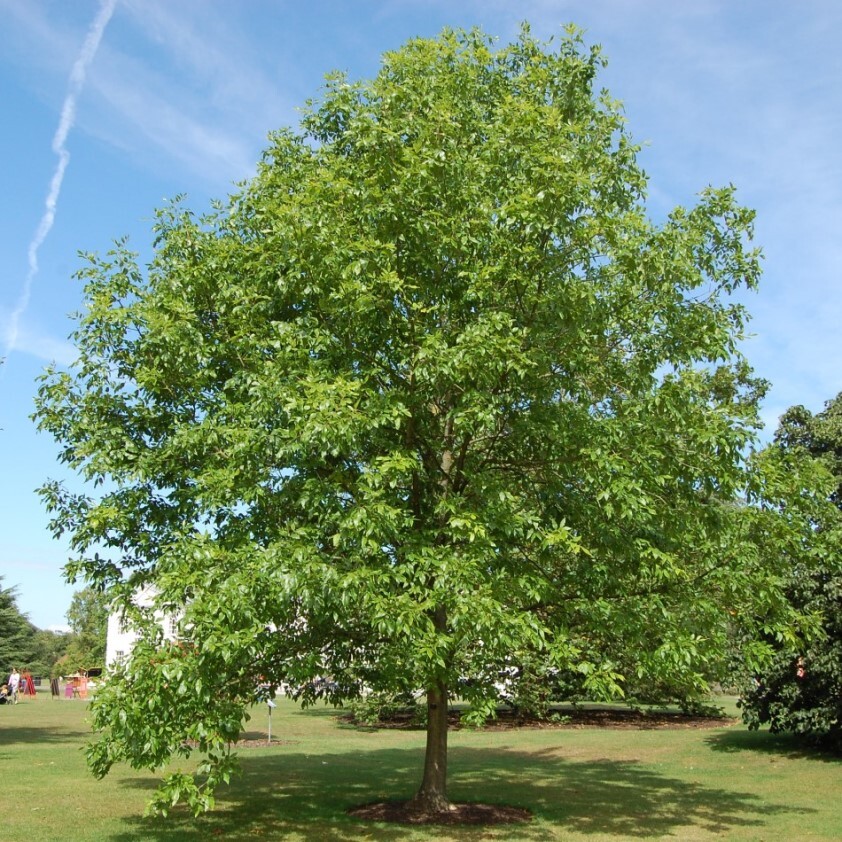 Как выглядит ясень дерево фото летом