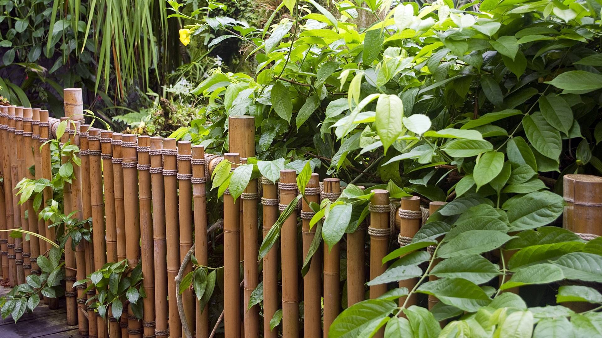 Изгородь декоративная из бамбука на даче