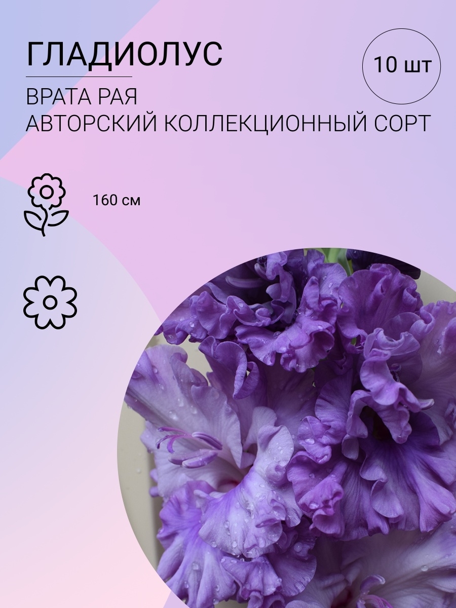 Гладиолус врата рая