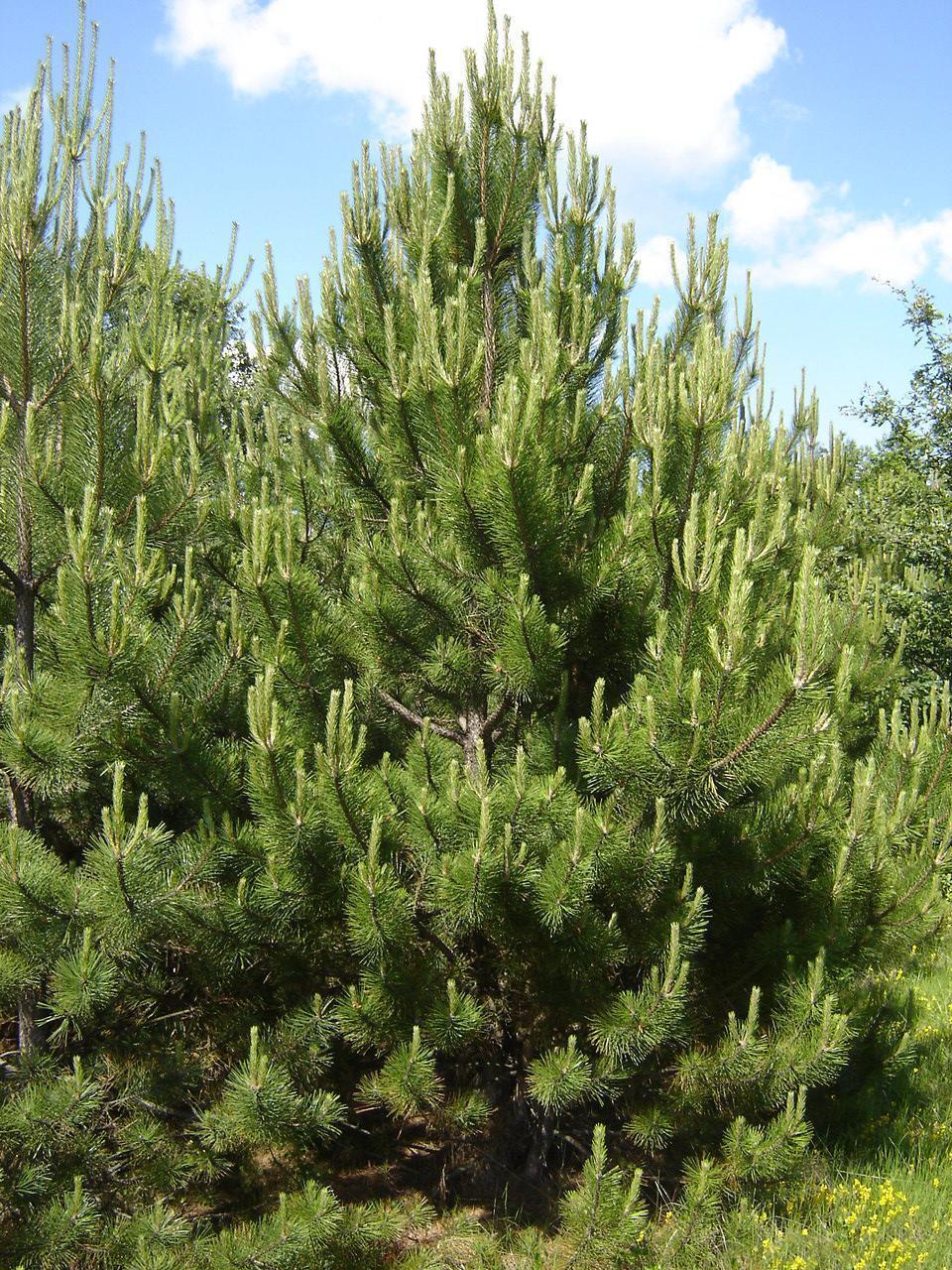 Сосна черная Нигра (Pinus nigra nigra)