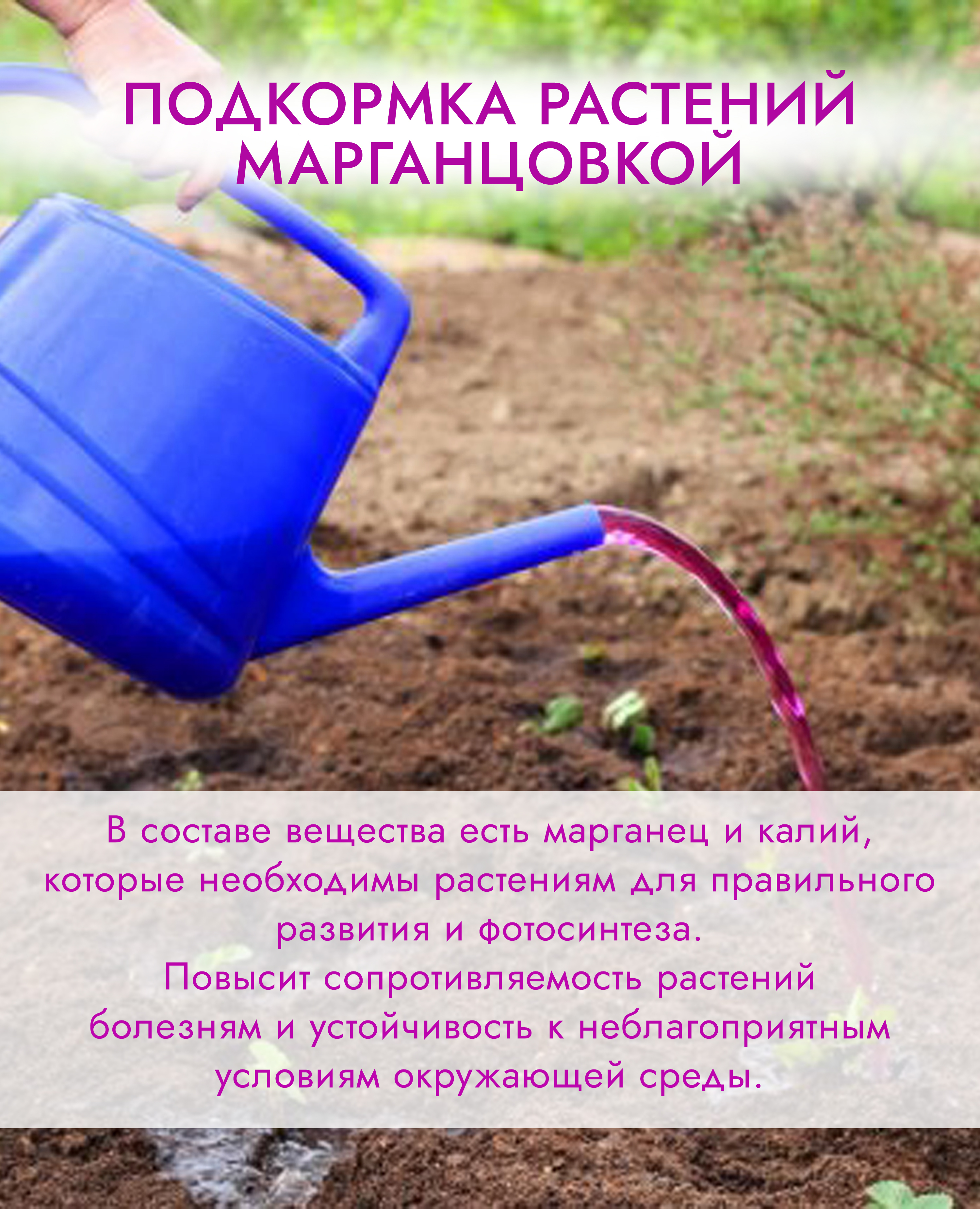 Можно ли поливать томаты марганцовкой
