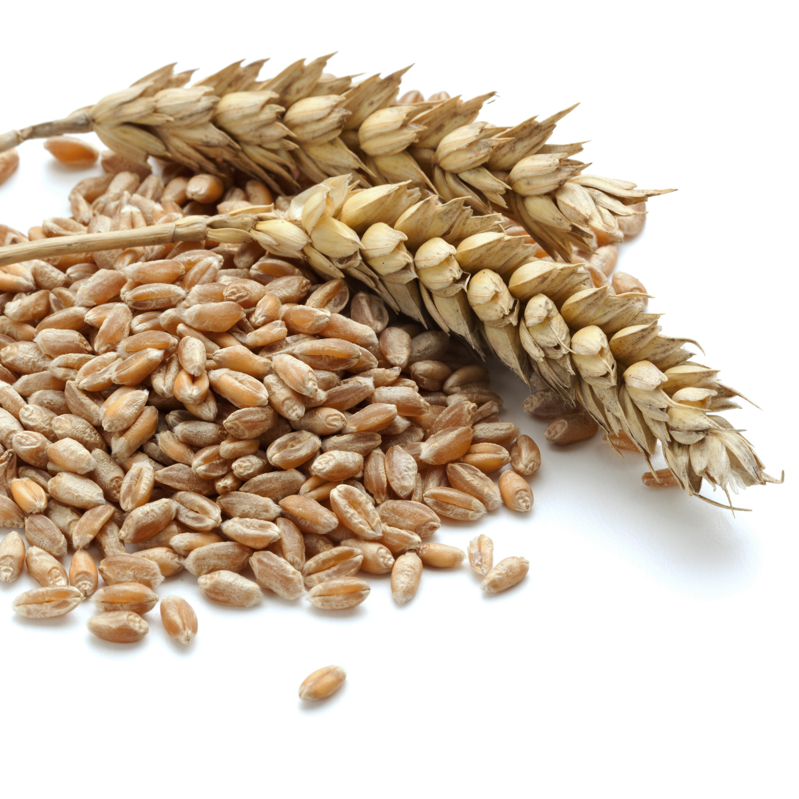 Зерно. Пшеница. Семечко пшеницы. Пшеница на белом фоне. Зерно купить нижний новгород