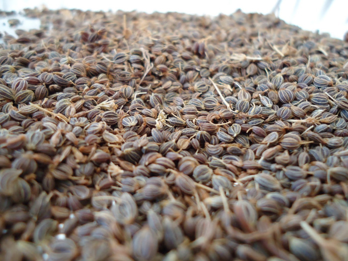 Как выглядят семена петрушки фото
