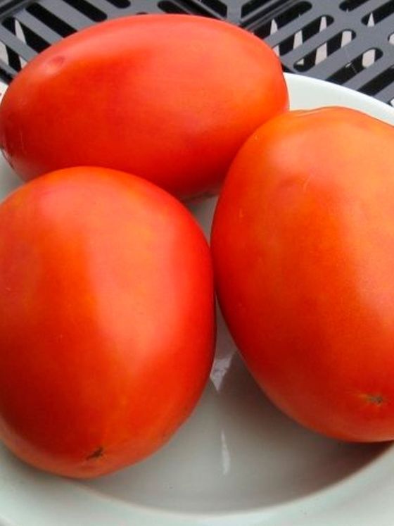 Томат гусиное яйцо гавриш. Помидоры гусиное яйцо описание сорта. Семена томат гусиное яйцо. Семена томат гусиное яйцо. Семена томат гусиное яйцо.