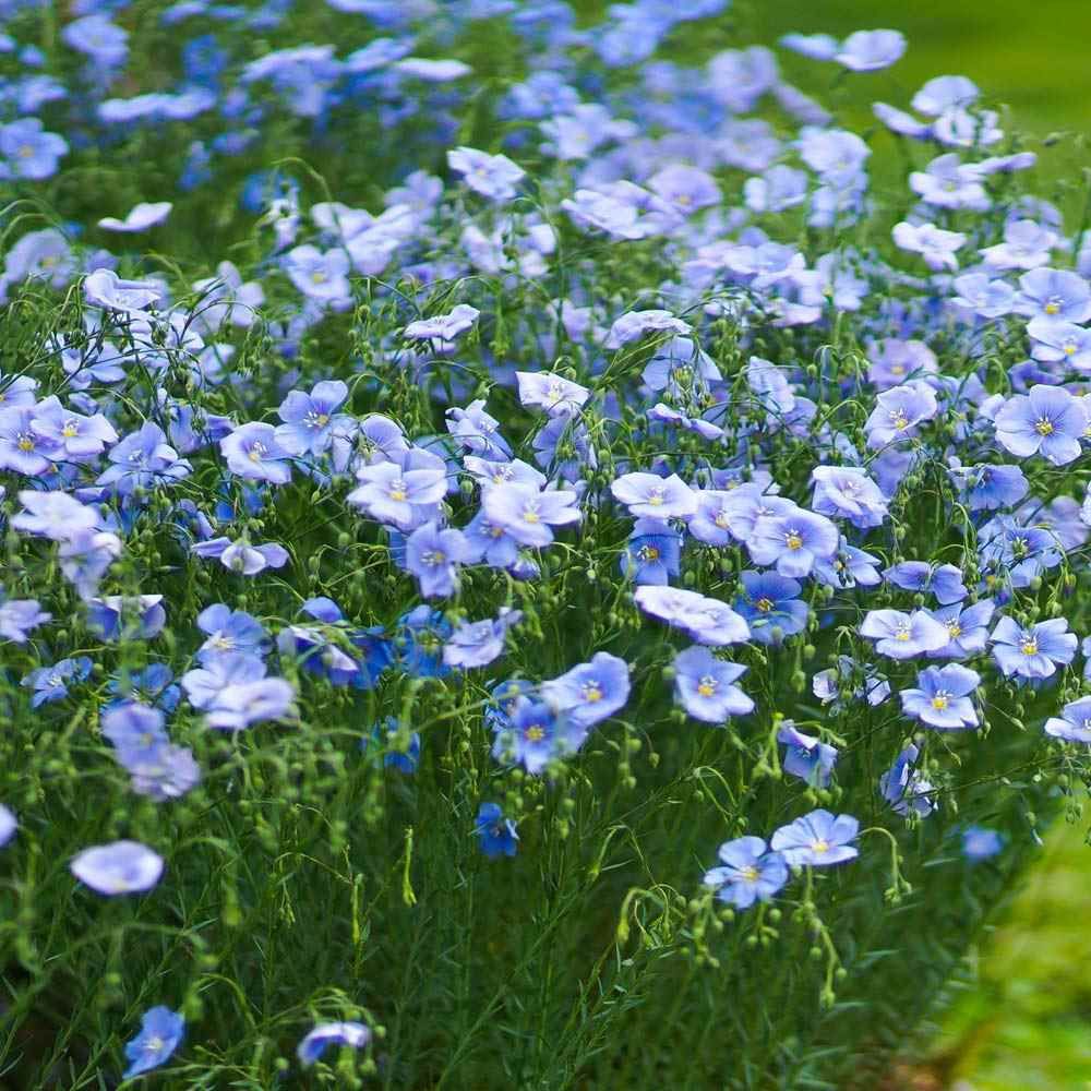 Flax or Linum