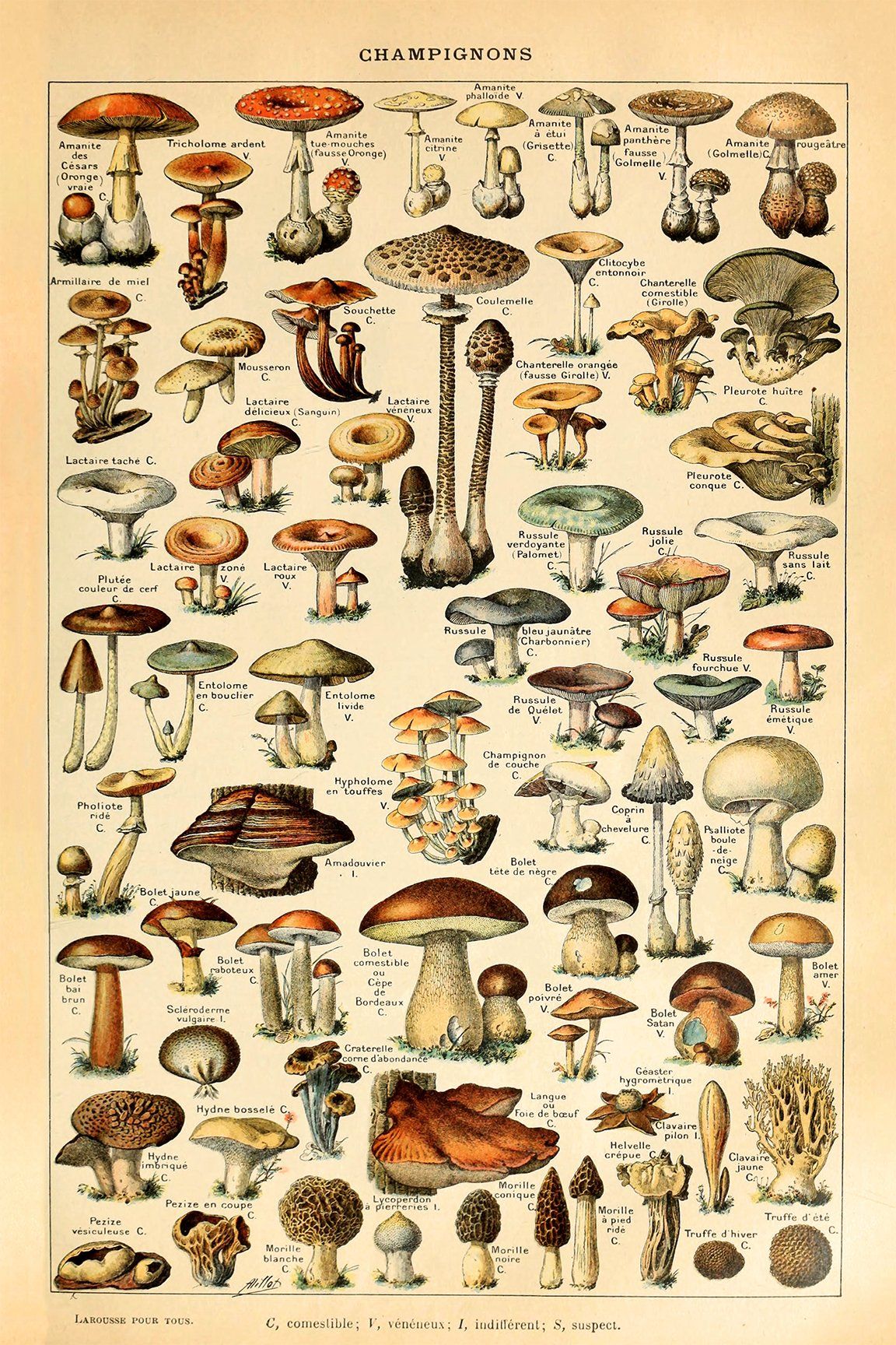 Съедобные грибы плакат