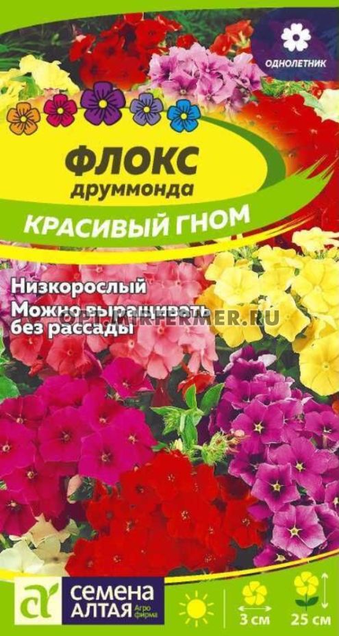 флокс красный гном. флокс красивый гном выращивание. флокс гном однолетник. цветок флокс красный гном. флокс друммонда red.
