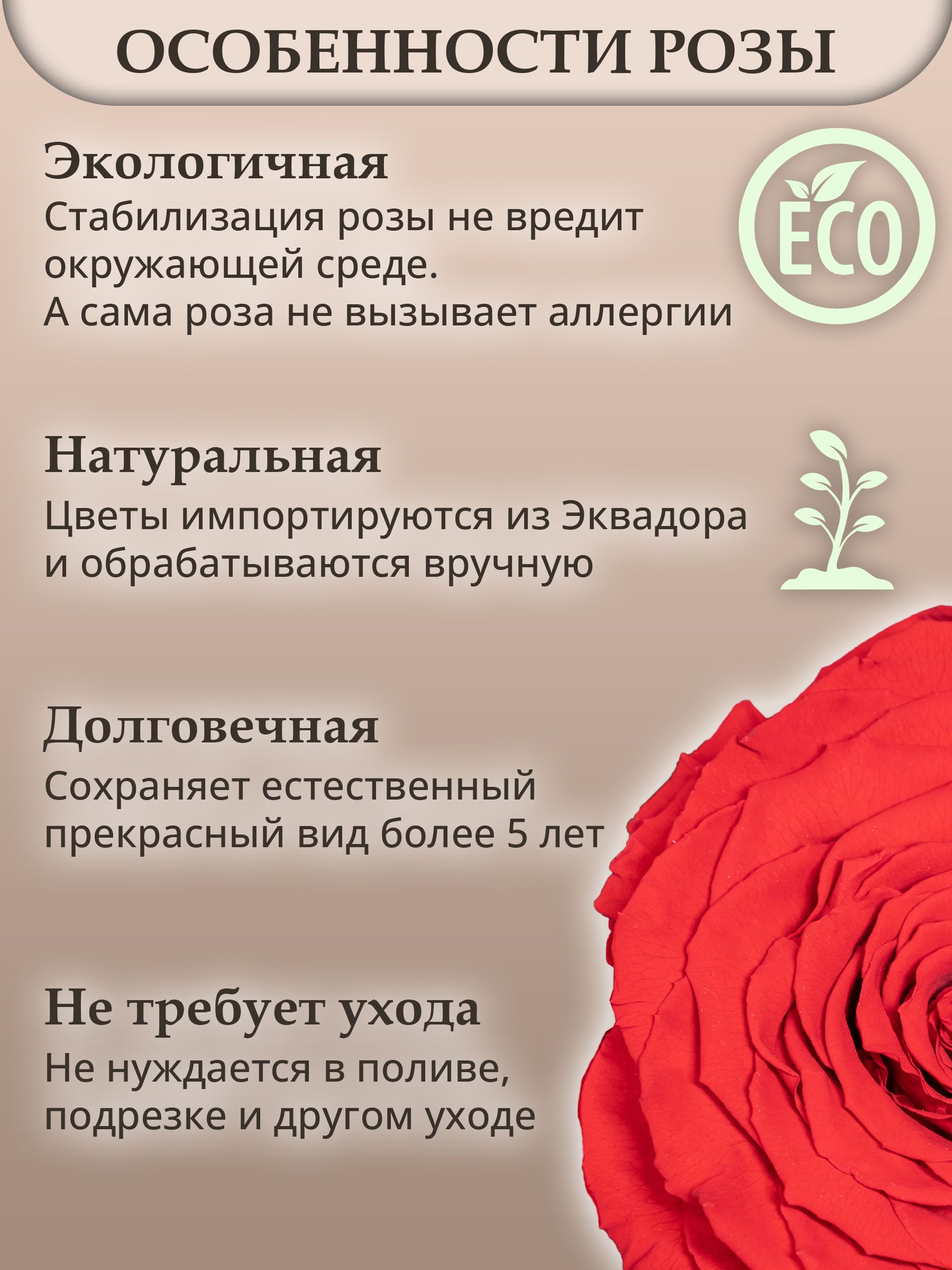 роза фасцинатион энциклопедия роз. как долго живет роза?. роза маракуйя энциклопедия роз. розы макет живые. сорта роз каталог.