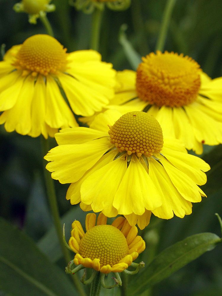 Гелениум осенний Helenium autumnale