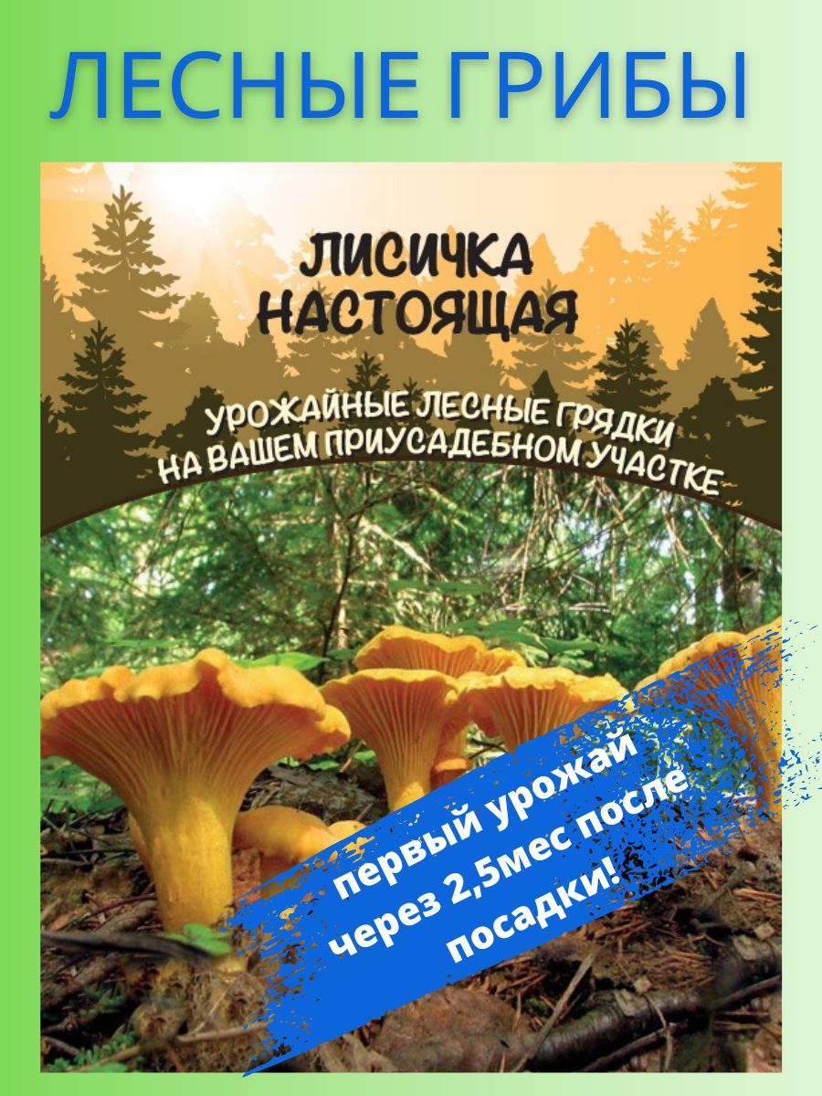 Грибы Лисичка Настоящая, зерновой мицелий 30 мл, Уральский Дачник, 1  упаковка - купить по выгодным ценам в интернет-магазине OZOZN (833386388)