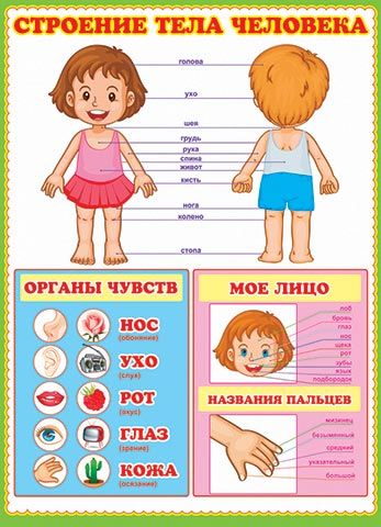Презентация строение человека старшая группа