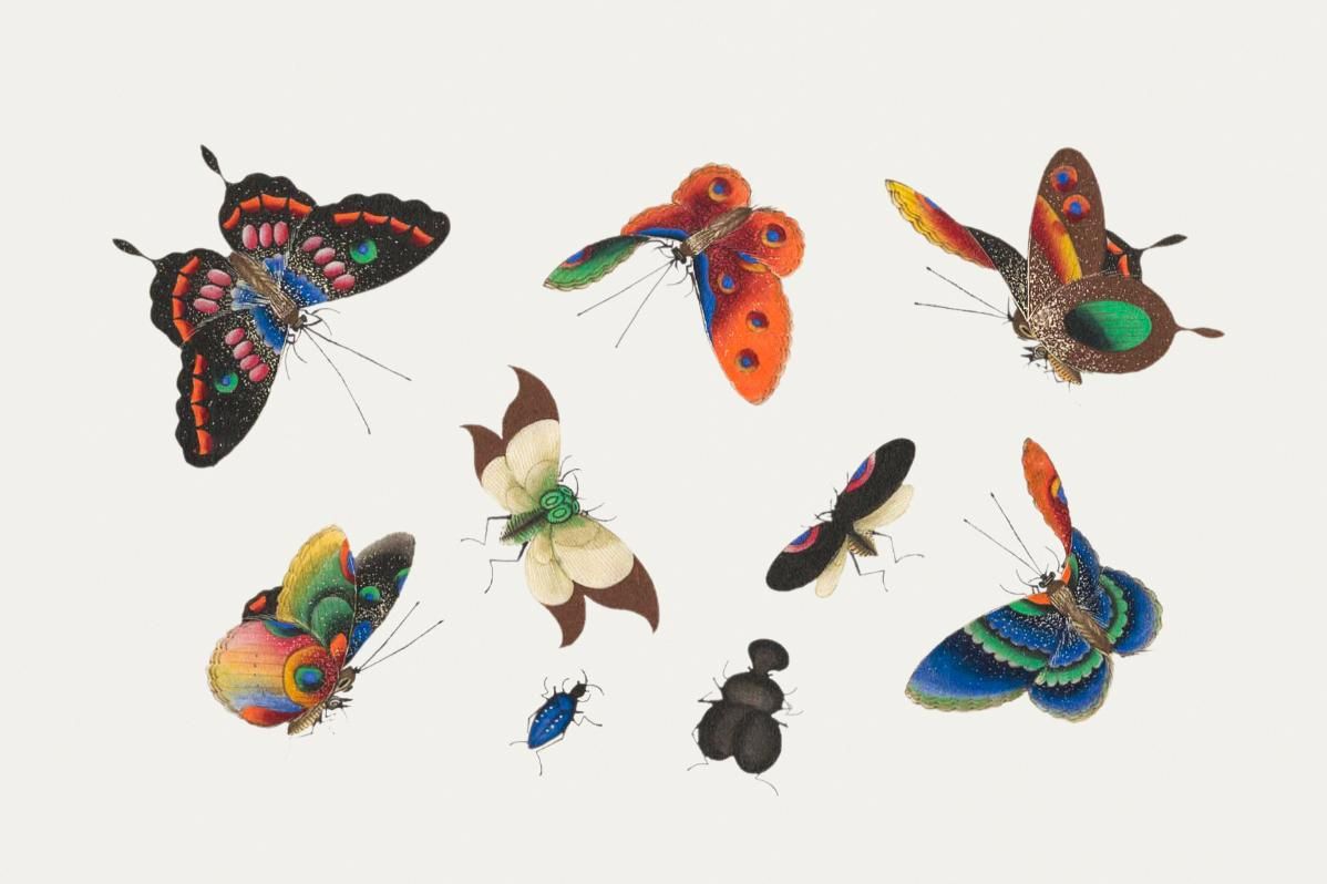 Butterfly china. Бабочки фотобумага
