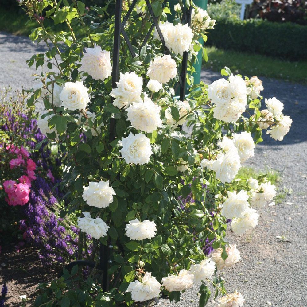 Роза Аляска саженец - купить с доставкой по выгодным ценам в интернет-магазине O
