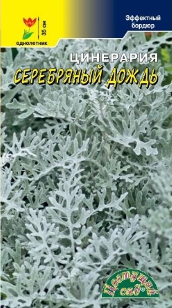 Цинерария Гибридная Купить Семена