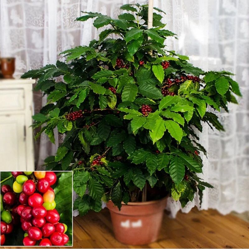 Растение кофе арабика в домашних условиях фото